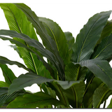 Calathea Velvet Potted - Artificial Plant