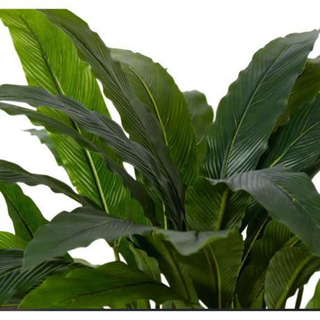 Calathea Velvet Potted - Artificial Plant