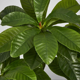 Frangipani Tree 180cm - Artificial Plant