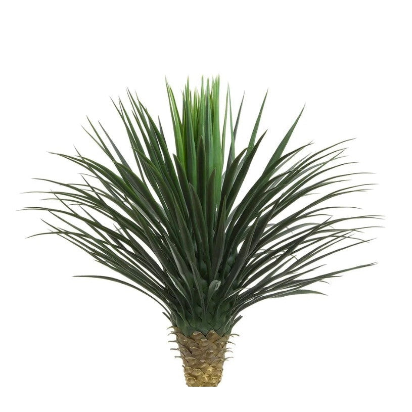 Giant Yucca Rostrata 78cm
