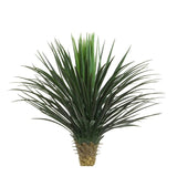 Giant Yucca Rostrata 78cm