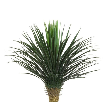 Giant Yucca Rostrata 78cm
