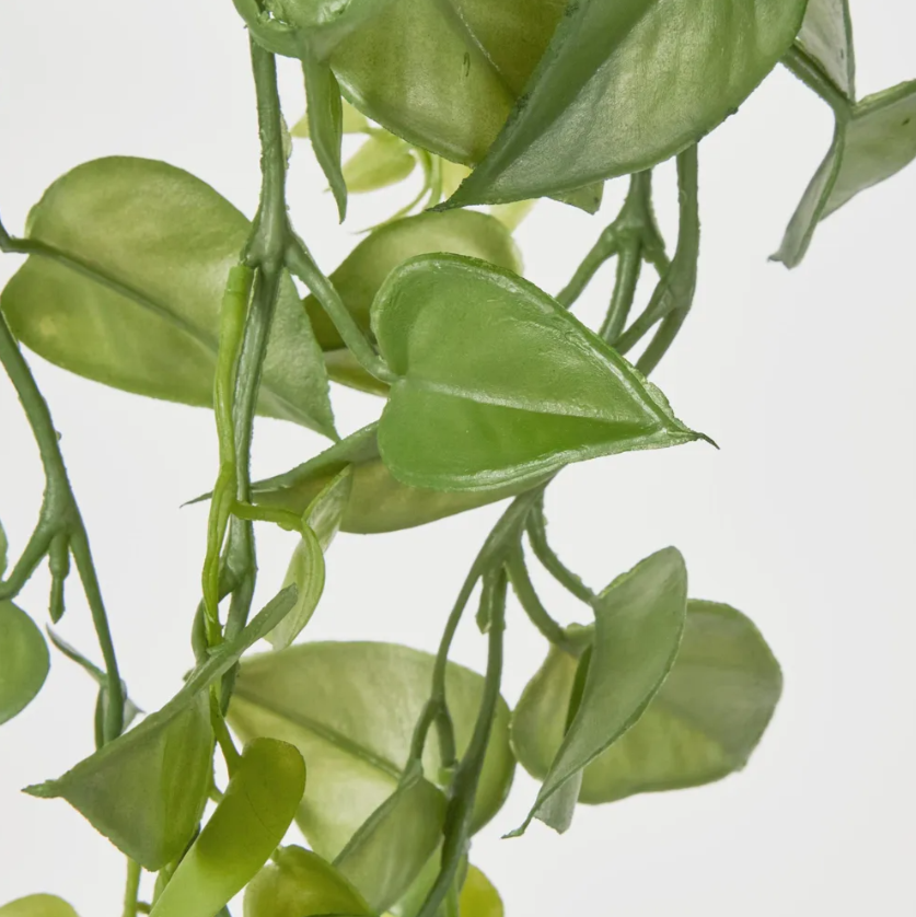 Hanging Philo Bush 101cm