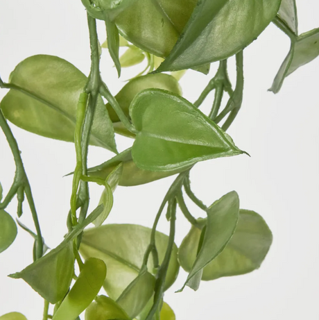 Hanging Philo Bush 101cm