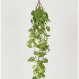 Hanging Philo Bush 101cm