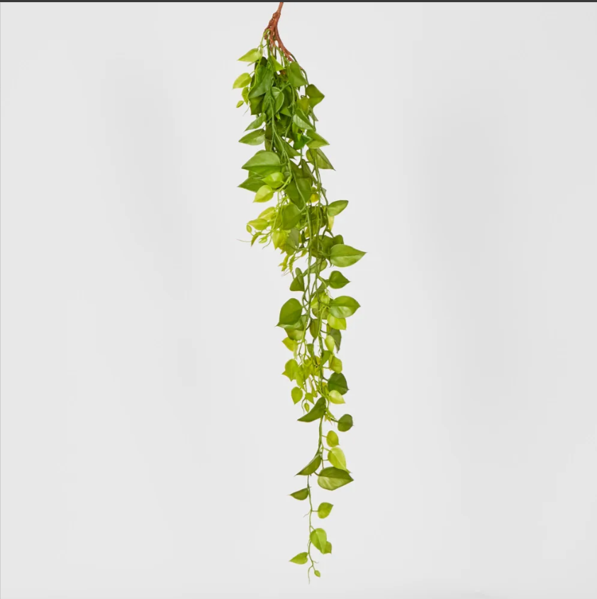 Hanging Philo Bush 101cm