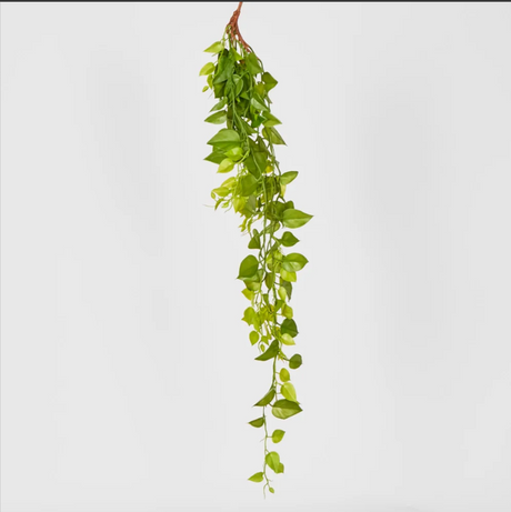 Hanging Philo Bush 101cm