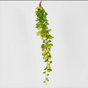Hanging Philo Bush 101cm