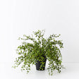 Maidenhair Vine Plant - Artificial Plant