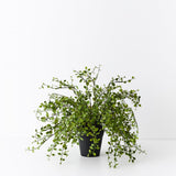Maidenhair Vine Plant - Artificial Plant