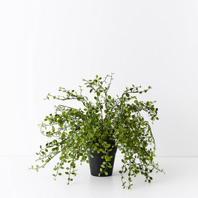 Maidenhair Vine Plant - Artificial Plant