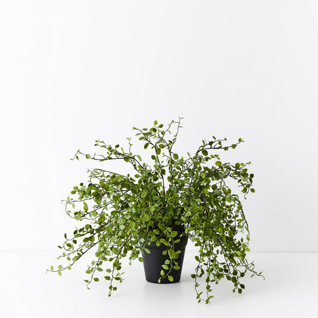 Maidenhair Vine Plant - Artificial Plant