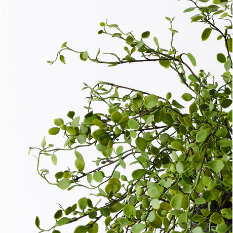 Maidenhair Vine Plant - Artificial Plant