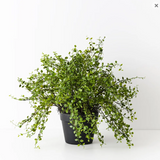 Maidenhair Vine Plant - Artificial Plant