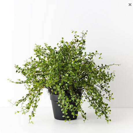 Maidenhair Vine Plant - Artificial Plant