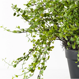 Maidenhair Vine Plant - Artificial Plant