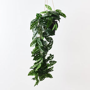 Monstera Adansonii Hanging Plant