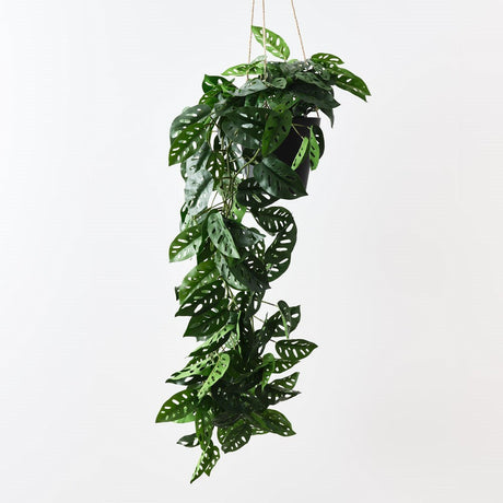 Monstera Adansonii Hanging Plant