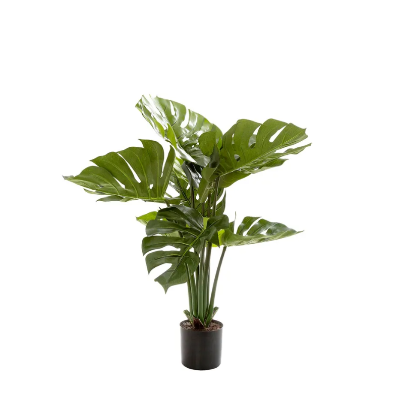Monstera Split Philo Potted 63cm