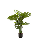 Monstera Split Philo Potted 63cm