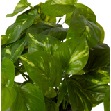 Pothos Golden Potted - Artificial Plant