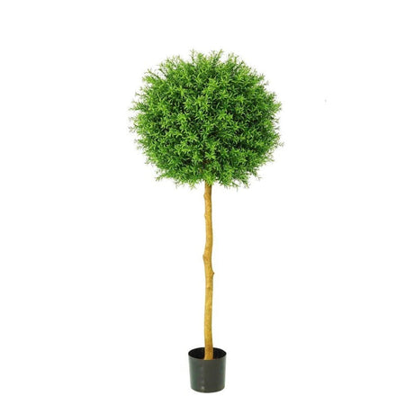 Rosemary Ball Tree 1.45m