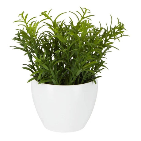 Sedum in White Melamine Pot