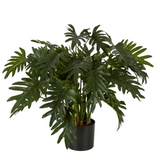 Split Philo Potted Bush 75cm