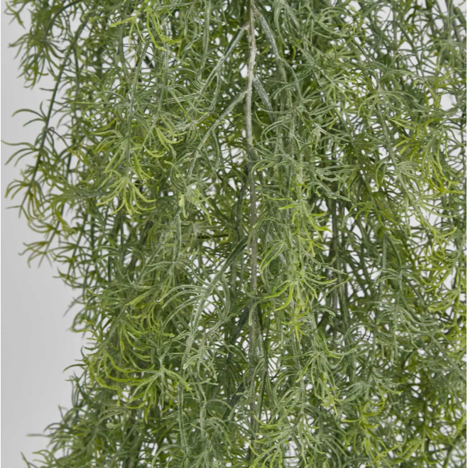 Springeri Hanging Bush
