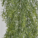 Springeri Hanging Bush