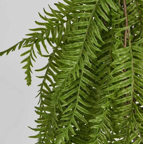 Sword Fern Hanging Bush