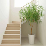 Willow Tree - Artificial Plant (180cm)